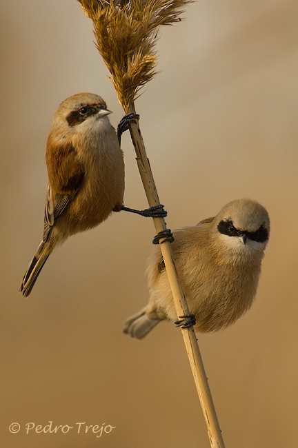 Pajaro moscon (Remiz pendulinus)